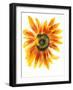Flower of Sunflower-shoshina-Framed Art Print
