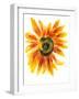Flower of Sunflower-shoshina-Framed Art Print