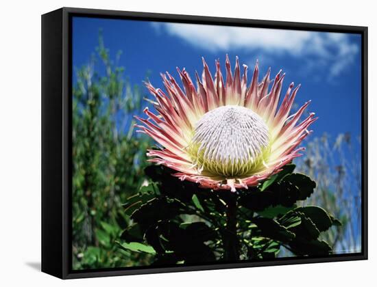 Flower of the King Protea, Kirstenbosch Botanical Gardens, Cape Town, South Africa-Ann & Steve Toon-Framed Stretched Canvas