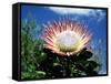 Flower of the King Protea, Kirstenbosch Botanical Gardens, Cape Town, South Africa-Ann & Steve Toon-Framed Stretched Canvas