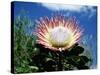 Flower of the King Protea, Kirstenbosch Botanical Gardens, Cape Town, South Africa-Ann & Steve Toon-Stretched Canvas