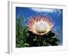 Flower of the King Protea, Kirstenbosch Botanical Gardens, Cape Town, South Africa-Ann & Steve Toon-Framed Photographic Print