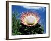 Flower of the King Protea, Kirstenbosch Botanical Gardens, Cape Town, South Africa-Ann & Steve Toon-Framed Photographic Print