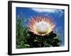 Flower of the King Protea, Kirstenbosch Botanical Gardens, Cape Town, South Africa-Ann & Steve Toon-Framed Photographic Print