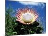 Flower of the King Protea, Kirstenbosch Botanical Gardens, Cape Town, South Africa-Ann & Steve Toon-Mounted Photographic Print
