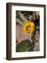 Flower of the Prickly Pear Cactus (Opuntia)-Richard Maschmeyer-Framed Photographic Print