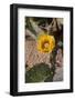 Flower of the Prickly Pear Cactus (Opuntia)-Richard Maschmeyer-Framed Photographic Print