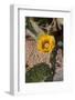 Flower of the Prickly Pear Cactus (Opuntia)-Richard Maschmeyer-Framed Photographic Print