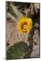 Flower of the Prickly Pear Cactus (Opuntia)-Richard Maschmeyer-Mounted Photographic Print