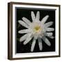 Flower on Black I-Jim Christensen-Framed Photographic Print