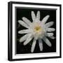 Flower on Black I-Jim Christensen-Framed Photographic Print