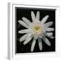 Flower on Black I-Jim Christensen-Framed Photographic Print