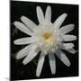 Flower on Black I-Jim Christensen-Mounted Photographic Print