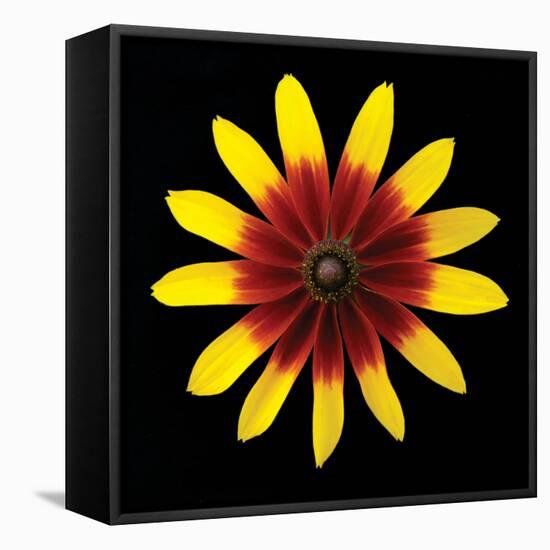 Flower on Black II-Jim Christensen-Framed Stretched Canvas