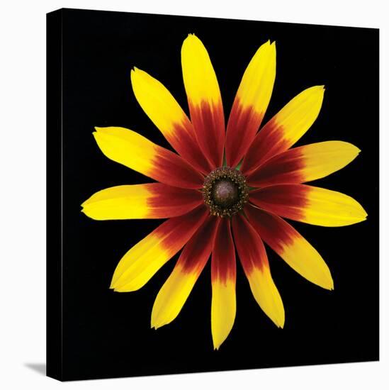 Flower on Black II-Jim Christensen-Stretched Canvas