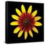 Flower on Black II-Jim Christensen-Framed Stretched Canvas