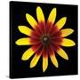Flower on Black II-Jim Christensen-Stretched Canvas