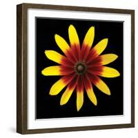 Flower on Black II-Jim Christensen-Framed Photographic Print