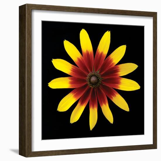 Flower on Black II-Jim Christensen-Framed Photographic Print