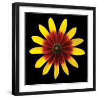 Flower on Black II-Jim Christensen-Framed Photographic Print