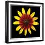 Flower on Black II-Jim Christensen-Framed Photographic Print