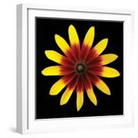 Flower on Black II-Jim Christensen-Framed Photographic Print