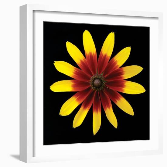 Flower on Black II-Jim Christensen-Framed Photographic Print