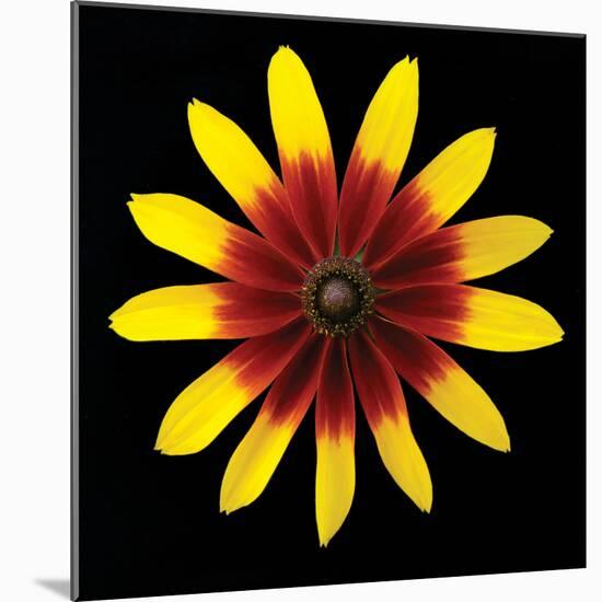 Flower on Black II-Jim Christensen-Mounted Photographic Print