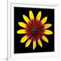 Flower on Black II-Jim Christensen-Framed Photographic Print