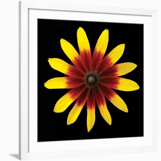 Flower on Black II-Jim Christensen-Framed Photographic Print