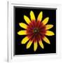 Flower on Black II-Jim Christensen-Framed Photographic Print