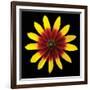 Flower on Black II-Jim Christensen-Framed Photographic Print