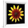 Flower on Black II-Jim Christensen-Framed Photographic Print