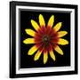 Flower on Black II-Jim Christensen-Framed Photographic Print