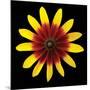 Flower on Black II-Jim Christensen-Mounted Photographic Print