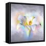 Flower On Colors 1-Ata Alishahi-Framed Stretched Canvas