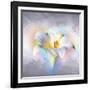 Flower On Colors 1-Ata Alishahi-Framed Giclee Print