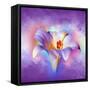 Flower On Colors 2-Ata Alishahi-Framed Stretched Canvas