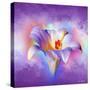 Flower On Colors 2-Ata Alishahi-Stretched Canvas