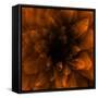 Flower Orange-Johan Lilja-Framed Stretched Canvas