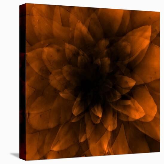 Flower Orange-Johan Lilja-Stretched Canvas