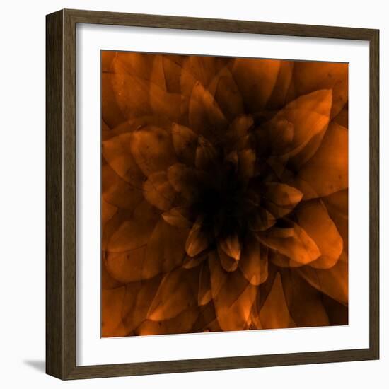 Flower Orange-Johan Lilja-Framed Giclee Print