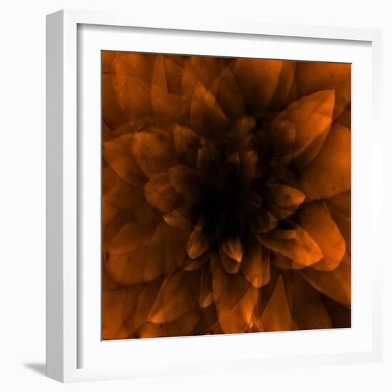 Flower Orange-Johan Lilja-Framed Giclee Print