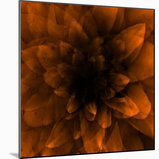 Flower Orange-Johan Lilja-Mounted Giclee Print