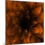 Flower Orange-Johan Lilja-Mounted Giclee Print