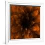 Flower Orange-Johan Lilja-Framed Giclee Print