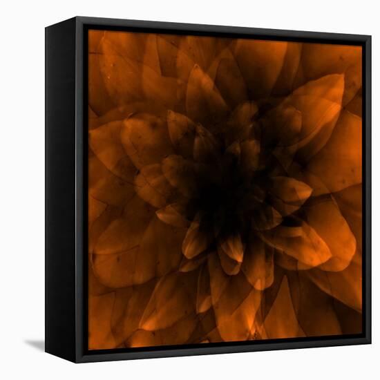 Flower Orange-Johan Lilja-Framed Stretched Canvas