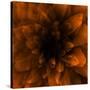 Flower Orange-Johan Lilja-Stretched Canvas