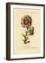 Flower Painting Made Easy, Being a Collection of Correct Outlines After Nature-Thomas Parkinson-Framed Giclee Print