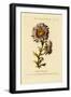 Flower Painting Made Easy, Being a Collection of Correct Outlines After Nature-Thomas Parkinson-Framed Giclee Print